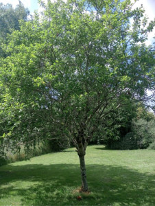 Photo de galerie - Avant 