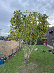 Photo de galerie - élagage magnolia après