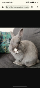 Photo de galerie - Garde lapin