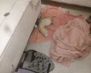 Photo de galerie - Garde d un furet