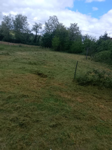 Photo de galerie - Tontes d'un terrain complètement en friche 