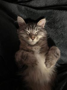 Photo de galerie - Garde animaux 