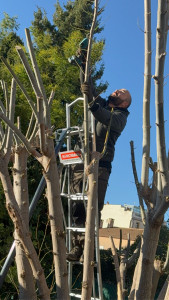 Photo de galerie - Elagage et coupe d'arbres