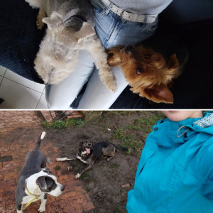 Photo de galerie - Garde régulière 2 petits chiens, 2 visites/ jour avec promenade à chaque.

Garde 2 gros chiens (Golden retriever+ Bouvier Bernois), 3 visites/ jour avec promenade à chaque.

Garde 3 gros chiens, 3 visites/ jour avec jeux dans le jardin sans promenade.