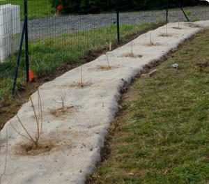 Photo de galerie - Paysagiste - Aménagement du jardin