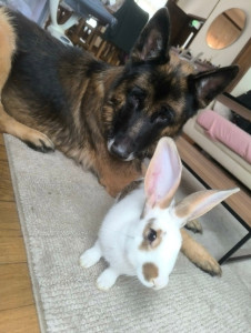Photo de galerie - Garde chien et Nac