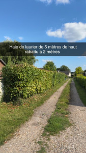 Photo de galerie - Taille de haies et d'arbustes