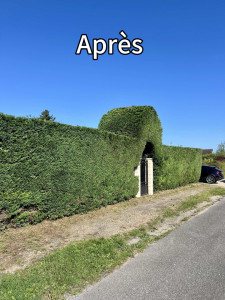 Photo de galerie - Taille de haie 