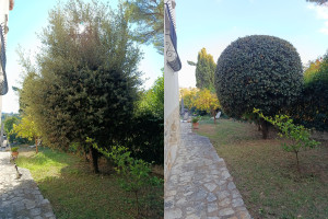Photo de galerie - Taille d'une grosse boule de chêne 