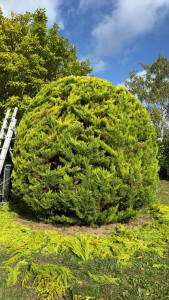 Photo de galerie - Taille de haies et d'arbustes