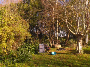 Photo de galerie - Elagage et coupe d'arbres