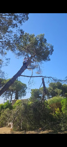 Photo de galerie - Abbatage d'un pin 