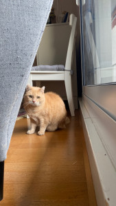 Photo de galerie - Garde chat