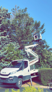 Photo de galerie - Abattage de tout type d’arbre travaux effectués avec nacelle 