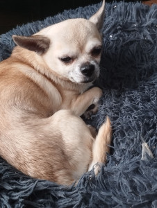 Photo de galerie - Garde d un chiwawa à domicile