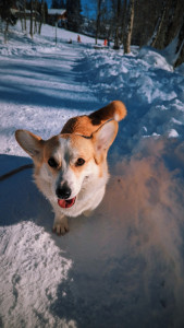 Photo de galerie - Garde de chien sur Megève