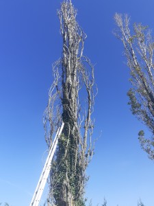 Photo de galerie - Abattage directionnel peuplier d'Italie  25 m de hauteur diamètre 80 cm