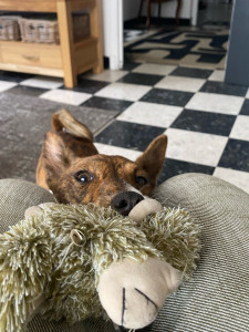 Photo de galerie - Je peux garder vos chiens à domicile pour une courte durée ou bien à mon domicile pour longue/courte durée