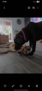 Photo de galerie - Saiko ou laya si vous le souhaitez peuvent m'accompagner.
