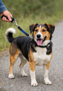 Photo de galerie - Pet sitter