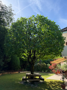 Photo de galerie - Elagage et coupe d'arbres