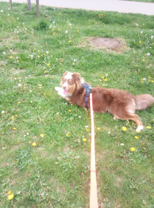 Photo de galerie - Visite/promenade - 04/26