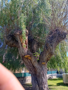 Photo de galerie - Diagnotic santé champignon /parasites/maladie/ blessure de l'arbre 