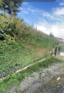 Photo de galerie - Taille de haie presque fini 