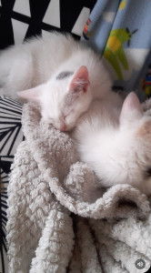 Photo de galerie - Récupération de 2 chatons de gouttière  en juin 2020 qui avaient ete abandonnés . Avec soins, patience et amour, Lune et Emoji sont aujourd'hui heureux et bien socialisés.