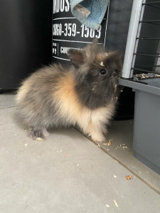 Photo de galerie - Alvin notre lapin 