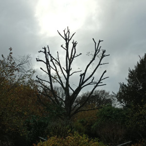 Photo de galerie - Elagage et coupe d'arbres