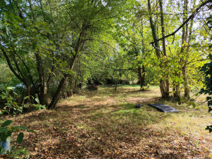 Photo de galerie - Elagage et coupe d'arbres