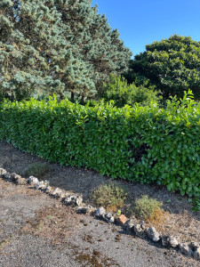 Photo de galerie - Taille de haies et d'arbustes