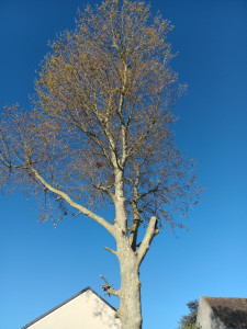 Photo de galerie - Elagage et coupe d'arbres