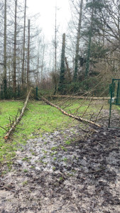 Photo de galerie - Coupe d’arbre après tempête 