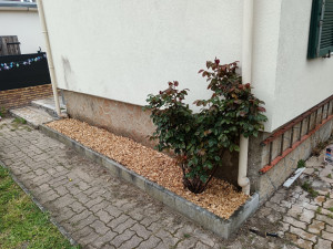 Photo de galerie - Retrait de vieilles souches, ajout de paillage, plantation de bulbes de printemps (glaïeuls)