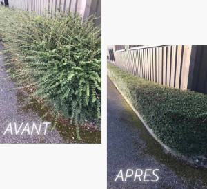 Photo de galerie - Taille d’automne ?