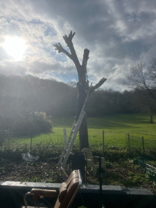 Photo de galerie - Étêtage noyer