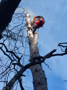 Photo de galerie - Abattage pin dangereux
