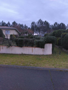 Photo de galerie - Taille haie 