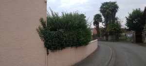 Photo de galerie - Taille haïe 