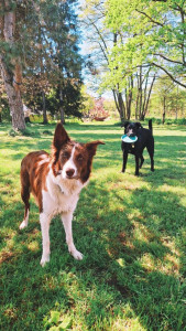 Photo de galerie - Tishka et Nala dans le jardin