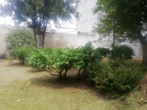 Photo de galerie - Taille de haies et d'arbustes