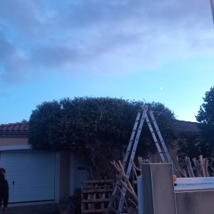 Photo de galerie - Taille d'olivier. ?