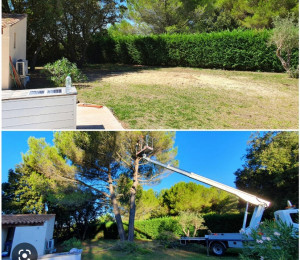 Photo de galerie - Élagage d’un arbre en hauteur avec Nacelle?️