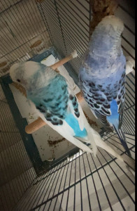 Photo de galerie - Des ptits oiseaux