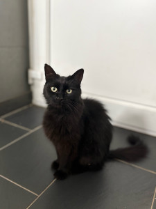 Photo de galerie - Garde chat