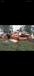 Photo de galerie - Elagage et coupe d'arbres