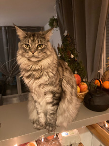 Photo de galerie - Garde à mon domicile de Juliette adorable femelle Maincoon 