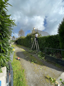 Photo de galerie - Taille de haie 